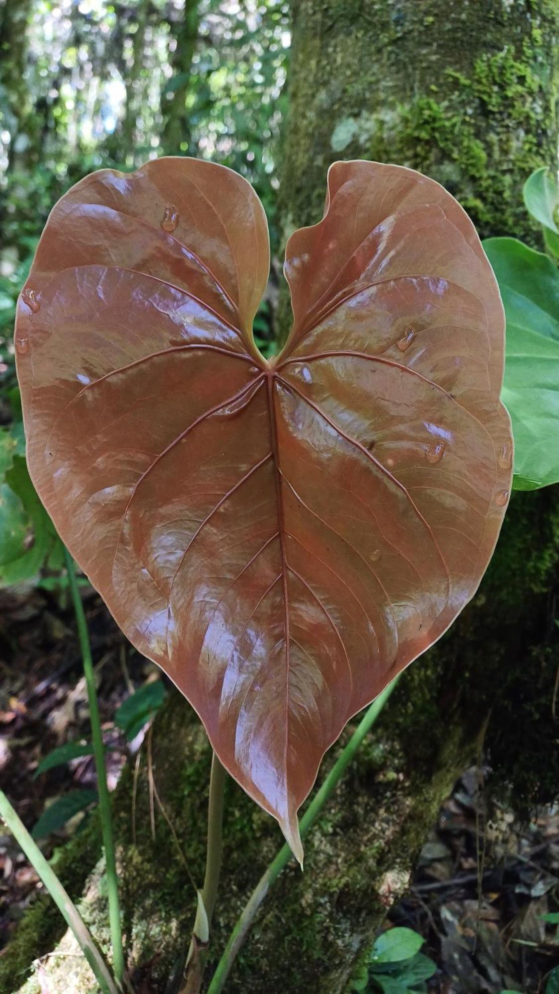 Paraiso Verde Chijou エクステリア 写真